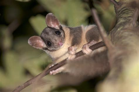 leadbeaters-possum-steve-kuiter-copyright - Friends of Leadbeater's Possum Inc