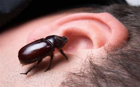 How to Remove a Bug from Your Ear | Modern Survival