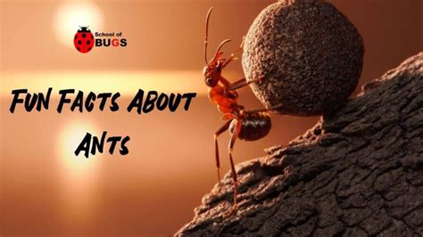 Ant Facts and Videos by Kurzgesagt – ParasUniversal