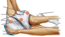 Posterior Commissure « Anatomy, female anatomy, anatomy dictionary ...