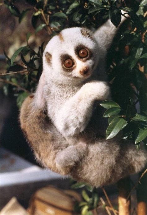 Bengal Slow Loris: Is This Animal Endangered?