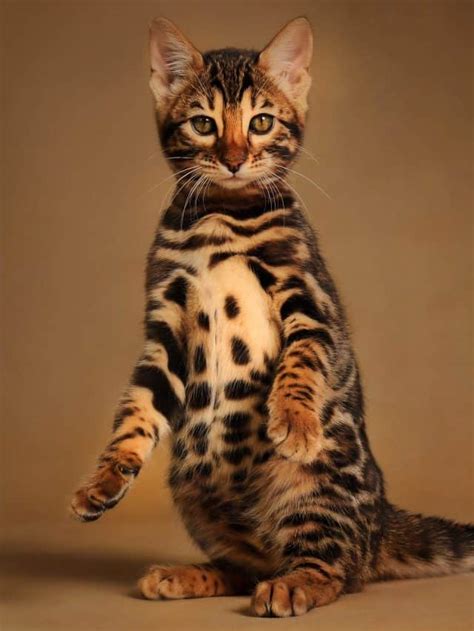 All Important Information On Bengal Cat Growth Chart - Better With Cats