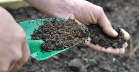 Organic Soil Amendments: Organic Components to Improve Your Soil