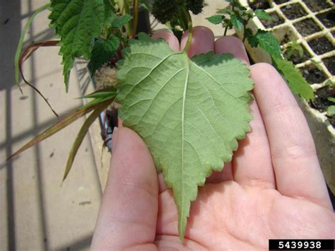 mulberryweed (Fatoua villosa)