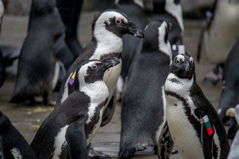 Maryland Zoo | Penguin feeding | angela n. | Flickr