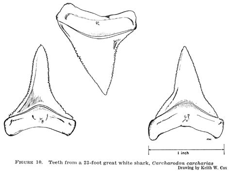 Shark Teeth Template