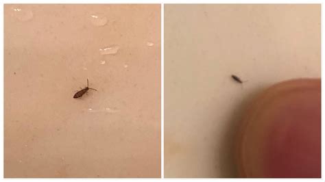 What Are These Tiny Little Bugs In My House | Psoriasisguru.com