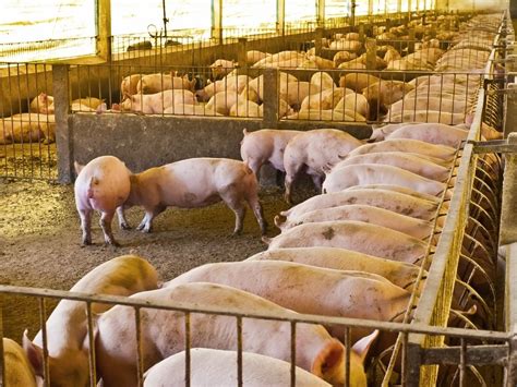 Complete Pig Farming Business Plan: How To Start A Piggery - May 2024