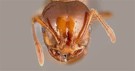 Fire Ants pose $2 billion threat - NRM Regions Queensland