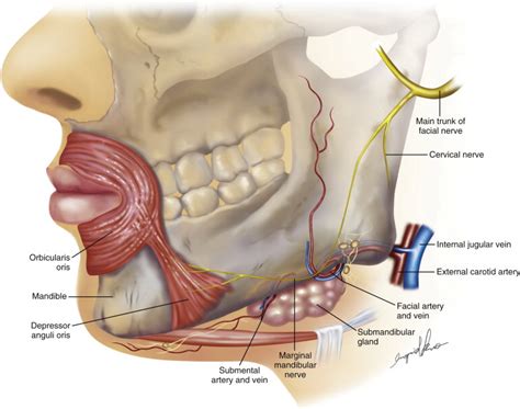 Microsurgical Procedures: Vascularized Lymph Node Transfer from the Submental Region | Plastic ...