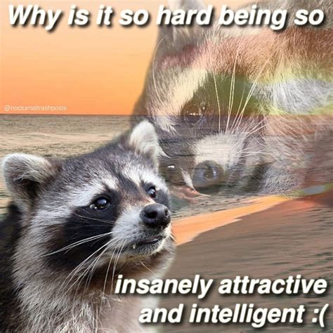 Funny Raccoon Memes by “Nocturnal Trash Posts” Instagram