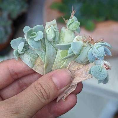 Leaf-propagation-pictures - SUCCULENTdotCARE