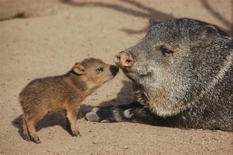 Science Source - Collared Peccary with ... | Collared peccary, Young animal, Baby animals