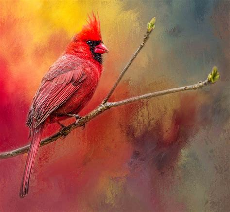 Cardinal Red | Thanks to its distinctive red color and promi… | Flickr