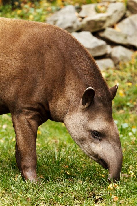 Celebrate Tapirs!