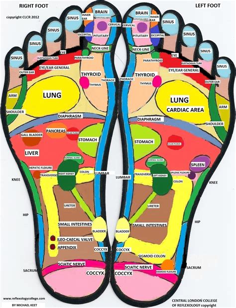 Reflexology Foot Map : r/reflexology