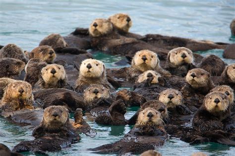 Why Sea Otters Hold Hands & Wrap Pups in Seaweed » Focusing on Wildlife