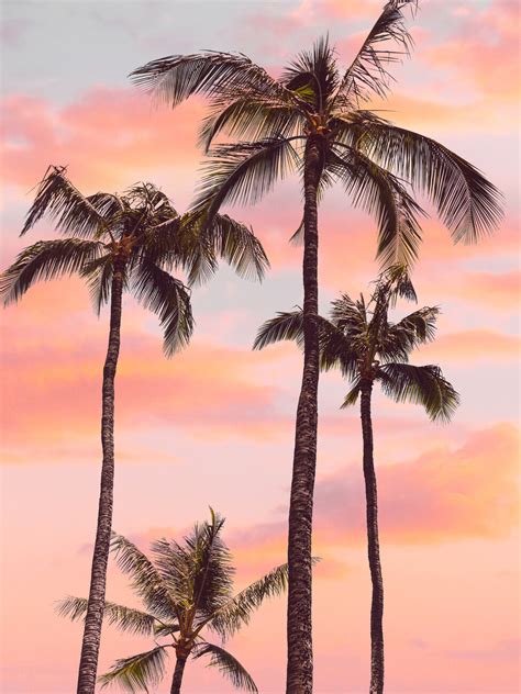 Sunset Palm Trees | Posters, Art Prints, Wall Murals | +250 000 motifs