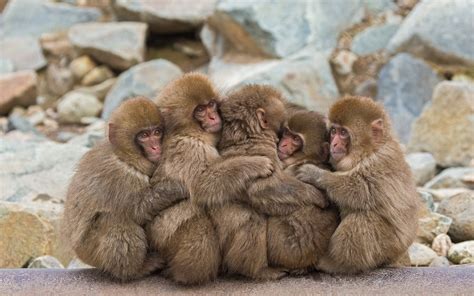 Japanese Macaques Wallpaper 31508