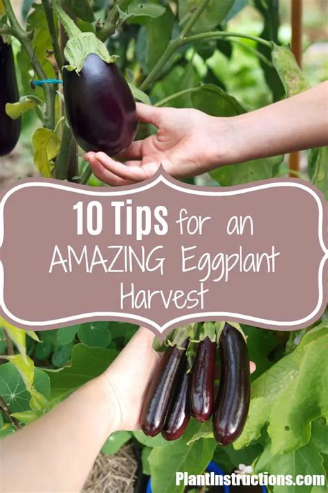 10 Tips for Growing Eggplant For an Amazing Harvest - Plant Instructions