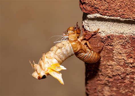 Brood X cicada in the process of emerging from its exoskeleton, side view 2443621 Stock Photo at ...