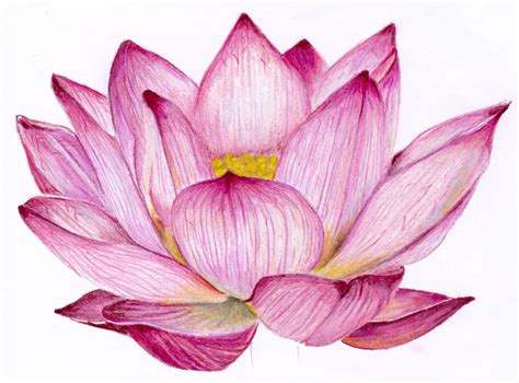 Lotus Flower Drawing Color at GetDrawings | Free download