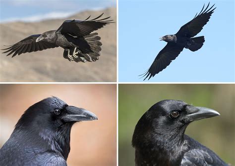These black birds may belong to the same family and look similar in some ways, but several ...