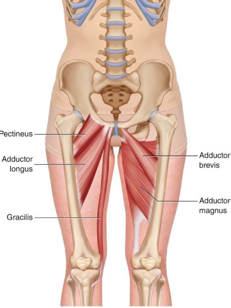 Groin Strains - Vasta Performance Training and Physical Therapy