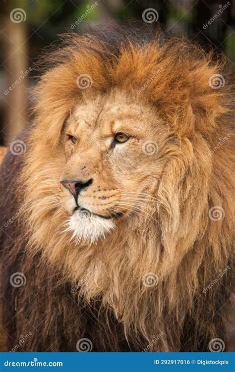 Male Lion with full mane stock photo. Image of straight - 292917016