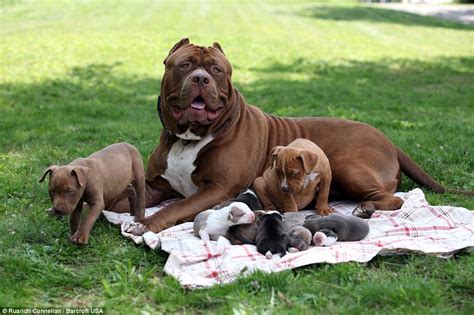 Hulk the world's biggest pitbull cuddles up to his litter of puppies ...