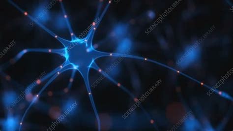 Neuron and synapse, animation - Stock Video Clip - K006/8523 - Science Photo Library