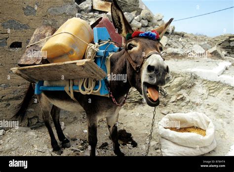 Pack donkey hi-res stock photography and images - Alamy