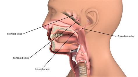 Nasopharyngeal Cancer - Head and Neck Cancer Australia