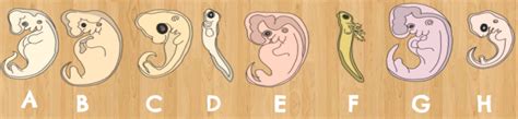 Comparative Embryology Examples - Laney Lee