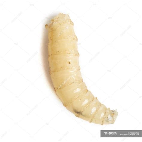 House fly Maggot — fauna, biology - Stock Photo | #160289166