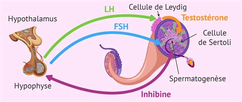 Les hormones sexuelles masculines