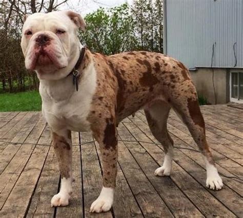 Alapaha Blue Blood Bulldog Breed Info & Facts | Puplore