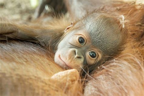 Adorable Orangutan Baby Has Historic Name to Live Up to