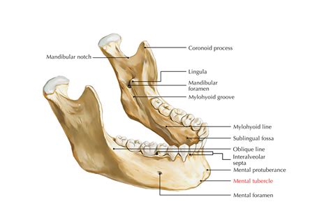 Mental Tubercle – Earth's Lab