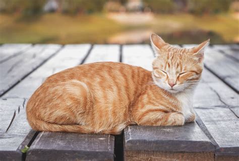 Short story: Orange tabby cats — The Downey Patriot