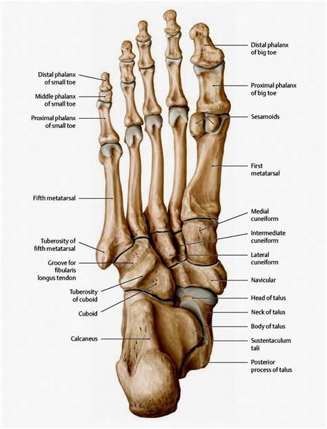 The bones in the foot: inferior view (Picture illustrated from Thieme Atlas of Anatomy: General ...