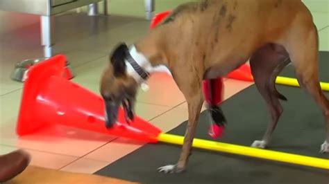 Dog gets 3D printed prosthetic leg