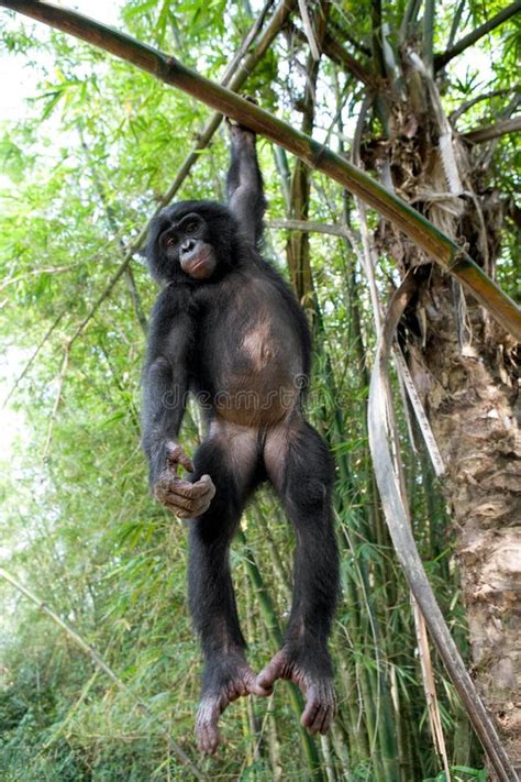 Bonobo on a Tree. Democratic Republic of Congo. Lola Ya BONOBO National ...