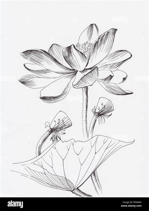 Lotus flower line art ink pen drawing. Original style Stock Photo - Alamy