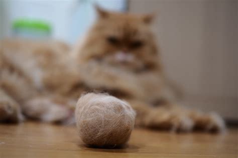 Cat Hairballs: Why They Happen and How to Handle Them | Great Pet Care