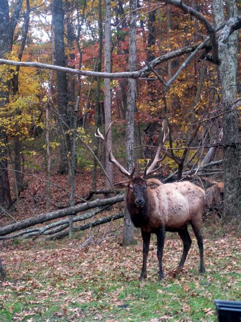 Elk at Lone Elk Park | It was a beautiful fall day in St. Lo… | Flickr