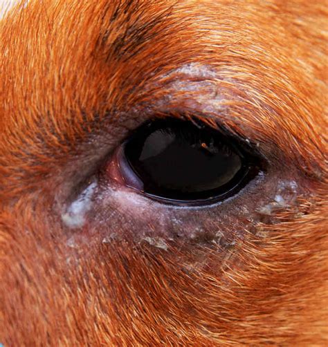 How To Treat Dog Eye Infections At Home, According To A Vet ...