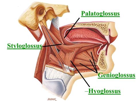 Palatoglossus Muscle Origin, Insertion, Nerve Supply, Action