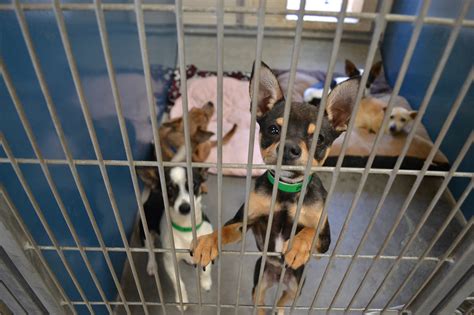 With overabundance of chihuahuas in shelters, groups exporting them – Cronkite News