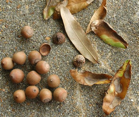 willow oak acorns and leaves | planted at Hampton Marina Hot… | Flickr